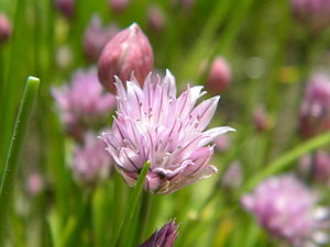 Chive flower