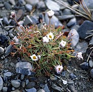 Arctanthemum integrifolium[англ.]