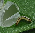 Larva