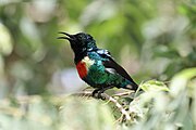 bright green sunbird with red and yellow chest