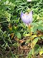 Crocus pulchellus