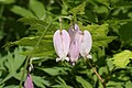 Pacific bleeding-heart (Dicentra formosa)