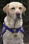 Endal en mai 2007, décoré de la médaille d'or du PDSA.