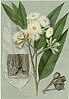 Eucalyptus robusta, by Edward Minchen 1896