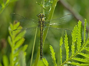 Un gomphus pulchellus. Juin 2020.