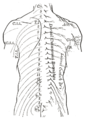 Distribution of cutaneous nerves, dorsal aspect. Dorsal and lateral cutaneous branches labeled at center right.