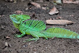 Basilic vert (Basiliscus plumifrons)