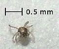 Eutrombicula sp.