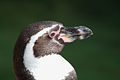 Humboldt Penguin Spheniscus humboldti