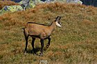 A Tatra chamois