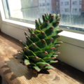 Immature Korean pine cone