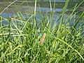 Petite libellule bleue au bord du lac de Génos-Loudenvielle