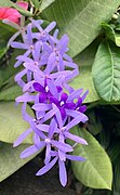 Petrea ou Liane de papier de verre.