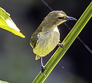 greenish-brown sunbird with whitish-yellow undersides and black bill