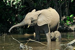 Skogselefanter i Mbeli i Nouabalé-Ndoki nationalpark