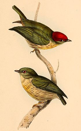 Ilustrações (macho e fêmea, respectivamente) de 1841 de William Swainson para A selection of the birds of Brazil and Mexico, que evidenciam o dimorfismo sexual da espécie