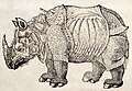 Rhinoceros woodcut