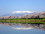 船岡城址公園・白石川堤（宮城県大河原町・柴田町）