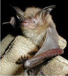 Description de l'image Myotis auriculus.jpg.