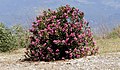 A flowering plant of Nerium oleander in Kesmeburun