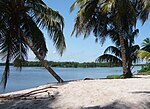 Palm trees and sandy beach