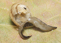 Pharynx of the flatworm Platydemus manokwari visible as the worm feeds on a snail.