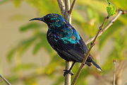 blue-green sunbird with blackish wings