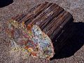 Petrified log at Petrified Forest National Park, USA