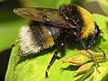 Pocota personata a Bumblebee mimic.