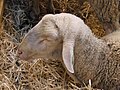 Tête d'un mouton Préalpes du sud