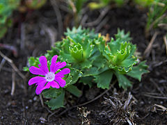 Description de l'image Primula minima-01-Kaernten-2008-Thomas Huntke.jpg.