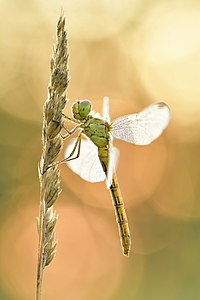 40. Platz: Sven Damerow mit Südliche Heidelibelle (Sympetrum meridionale) auf einer Wiese am Elbdeich bei Rühstädt im NSG Wittenberge-Rühstädter Elbniederung