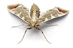 A grey moth with wings spread, seen from the front.