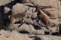 Two Iberian ibex fighting in the Sierra de Guadarrama