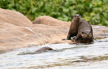 Loutre à pelage lisse (Lutrogale perspicillata).