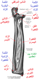 الناتئ المرفقي ظاهر في الصورة.