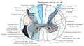 Projections of the spinal cord into the nerves (red motor, blue sensory).