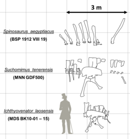 Trois paires d'os pelviens et de colonnes vertébrales fossiles illustrées par rapport à la silhouette d'un humain à leur gauche, le bassin et les vertèbres d'Ichthyovenator étant illustrés à partir du bas.