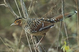 Spotted laughingthrush (Ianthocincla ocellata) in undergrowth of a mixed cold temperate Himalayan Forest, about 2250 meters above sea level, in Sarmoli Village, Munsiari, District Pithoragarh, Uttarakhand.