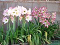 La floraison et le feuillage d'Hippeastrum sont simultanés.