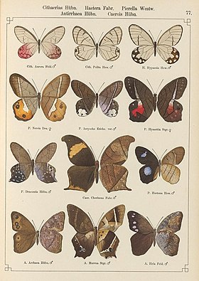 P. helvina, aqui denominada P. hymettia, é a sexta borboleta, em ordem de leitura, neste desenho publicado em 1888 (a asa esquerda é o inseto visto por cima e a asa direita é visto por baixo).[1]