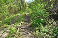 Gleisreste der Bahnstrecke Leipzig-Connewitz–Plagwitz