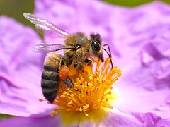 Abeja doméstica (Apis mellifera).