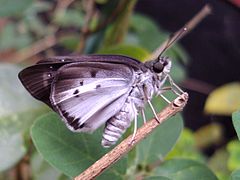 Underside