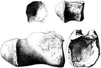 T. blanfordi holotype distal caudal vertebra