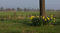 between Oosteinde and Ruinerwold, daffodils near a tree