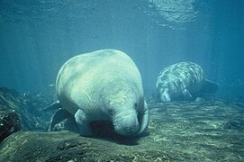 West Indian manatees can be found in the state forest.