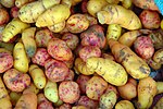 oca