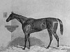 Virago, British racehorse. Engraving appeared in Baily's Magazine 1854. From painting by Harry Hall (1814–1882).