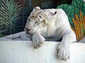 White tiger on display at The Mirage in Las Vegas, Nevada
